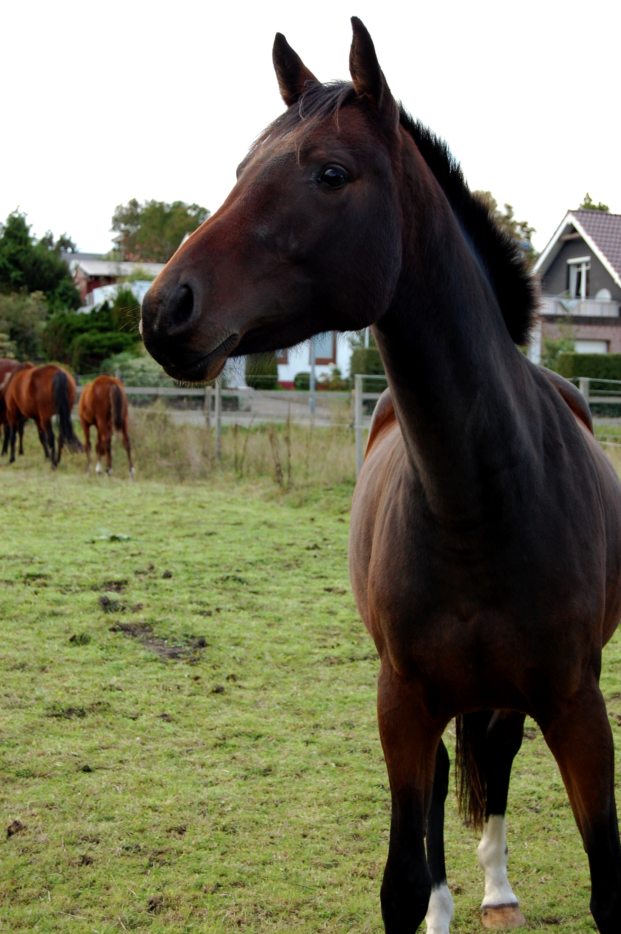  2-jährige Holsteinerstute aus meiner Lavalettostute v. Zuccero